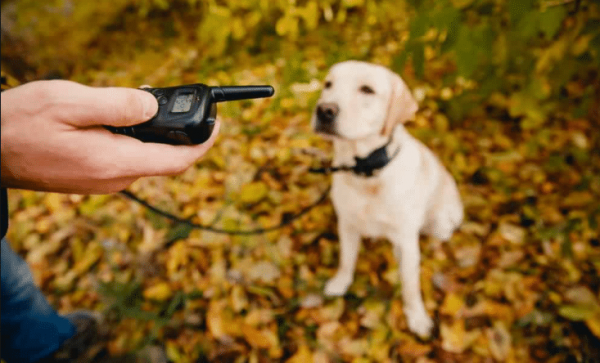 using a training collar