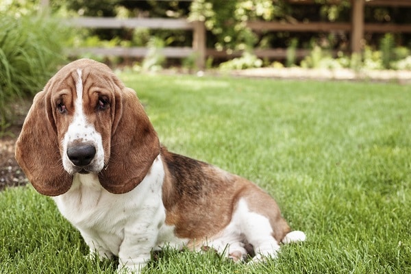 Difficult Dog Breeds To Train