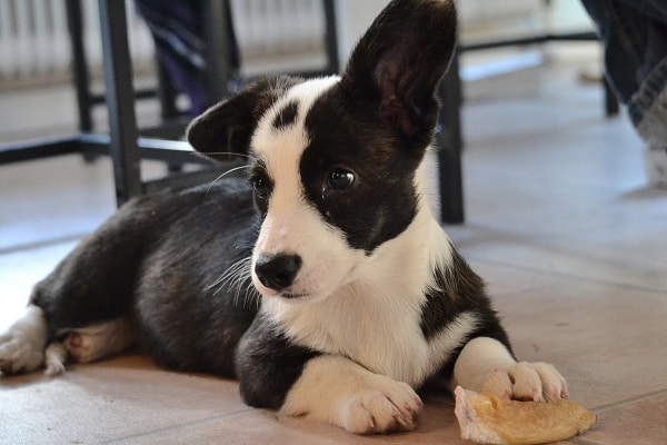 puppy