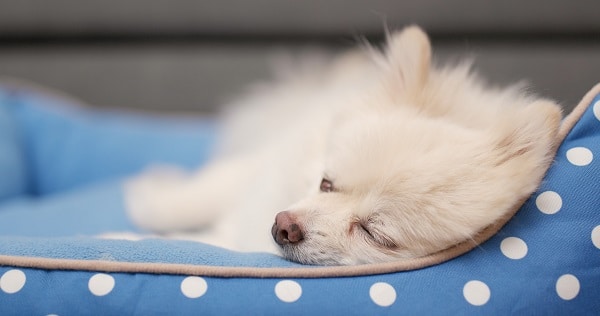 Dog Bed