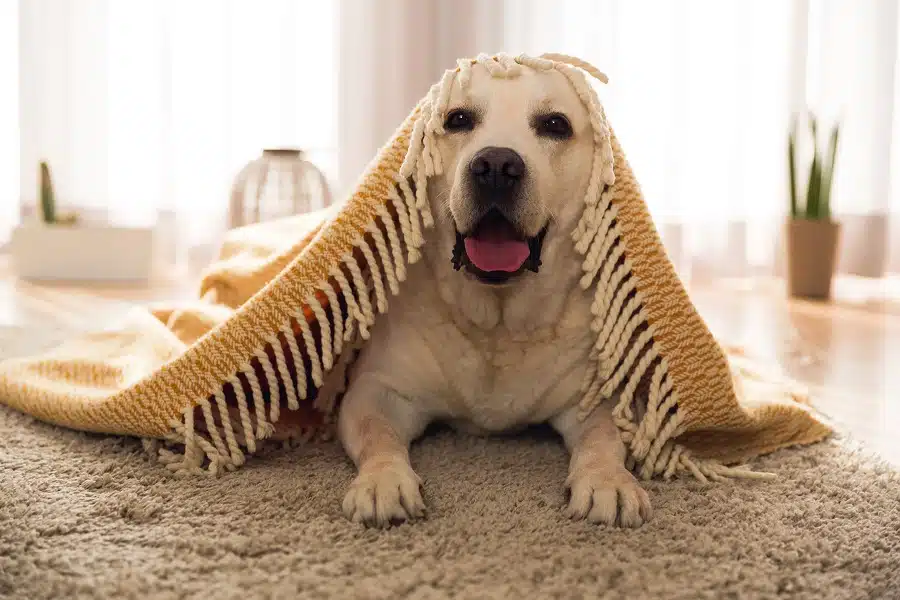Entertain Your Dog