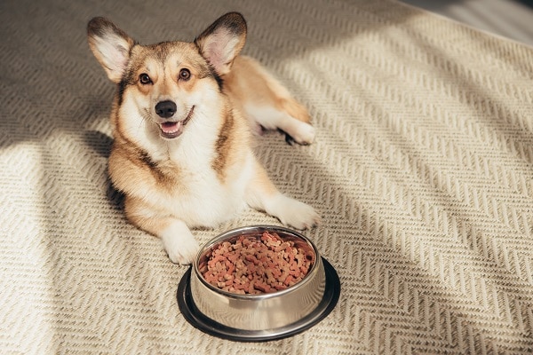 Dog Food