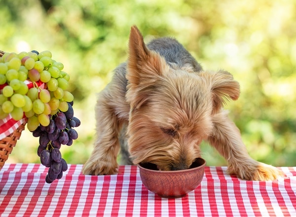 Dog Food