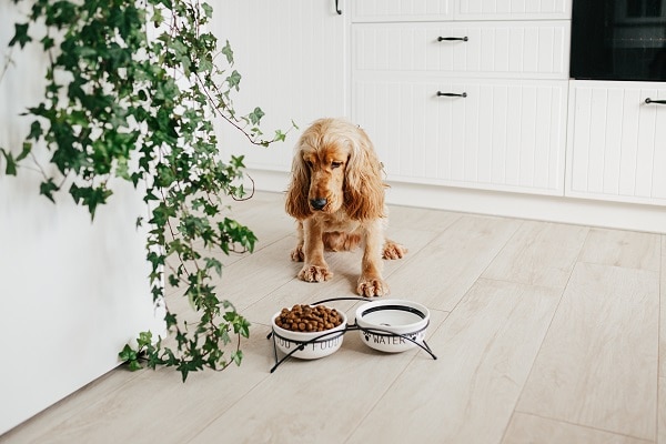 Dog Food