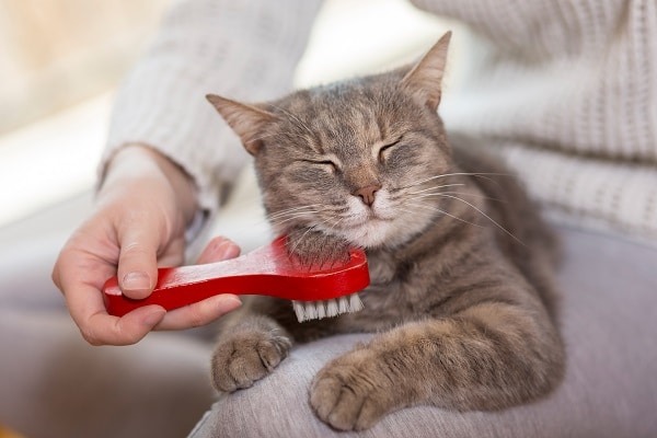 Pet Parent