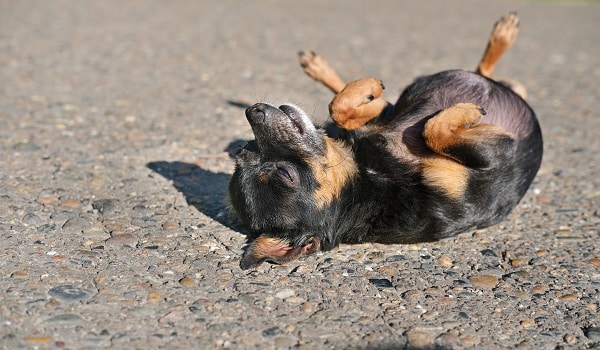 Easy Tricks To Teach Your Dog