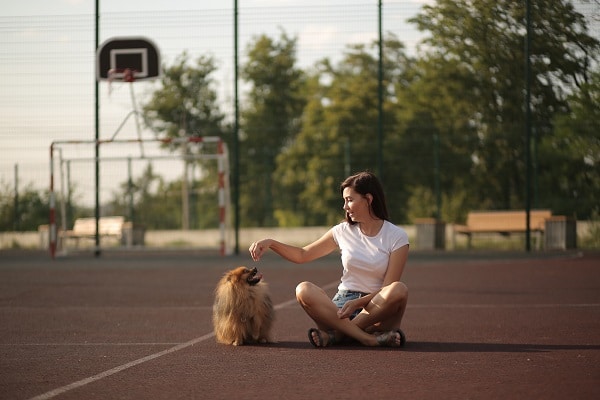 Easy Tricks To Teach Your Dog