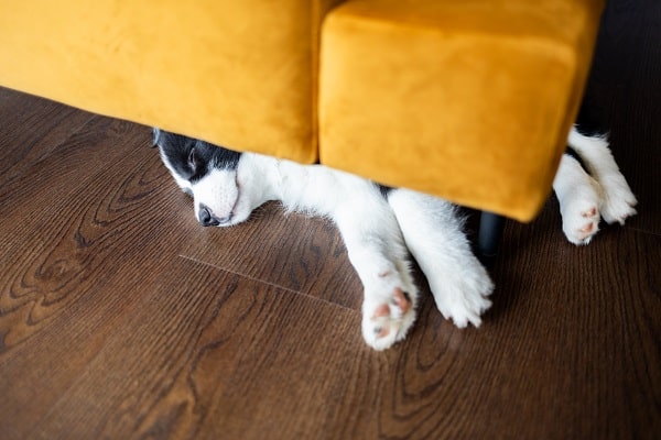 Puppy-Proofing Your Home