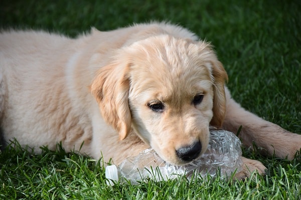 Puppy-Proofing Your Home