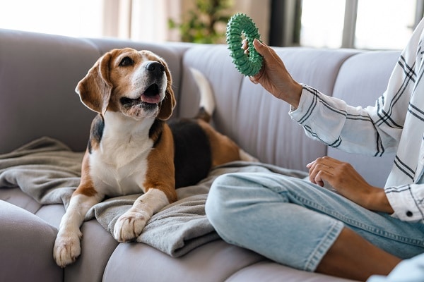 Puppy-Proofing Your Home