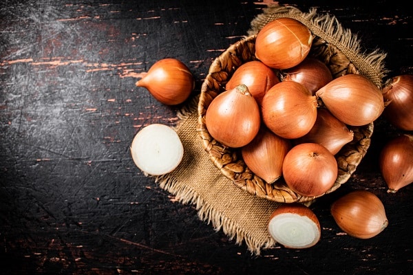 Foods You Should Never Feed Your Dog