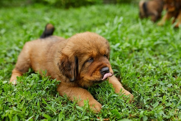 Dog Breeds