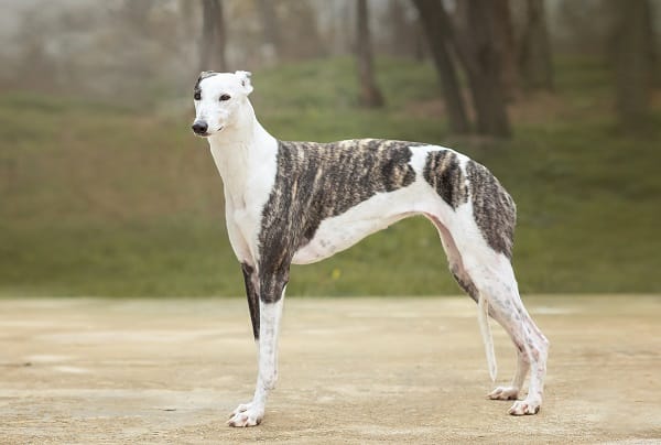 Dog Breeds