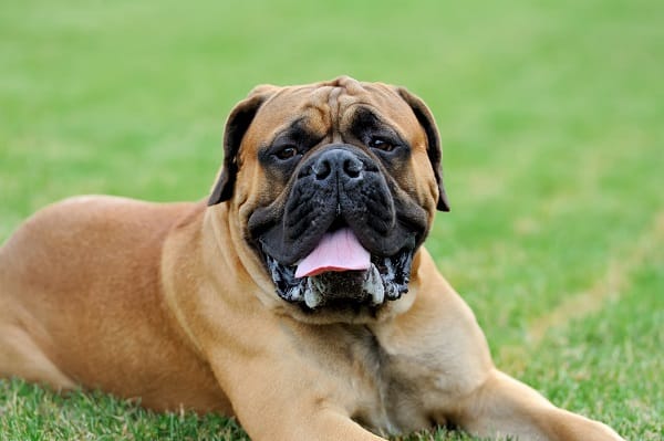 Dog Breeds