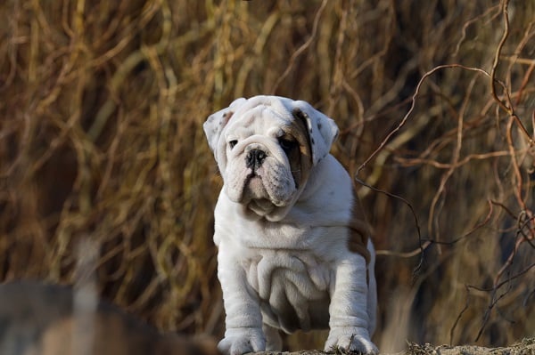 Dog Breeds