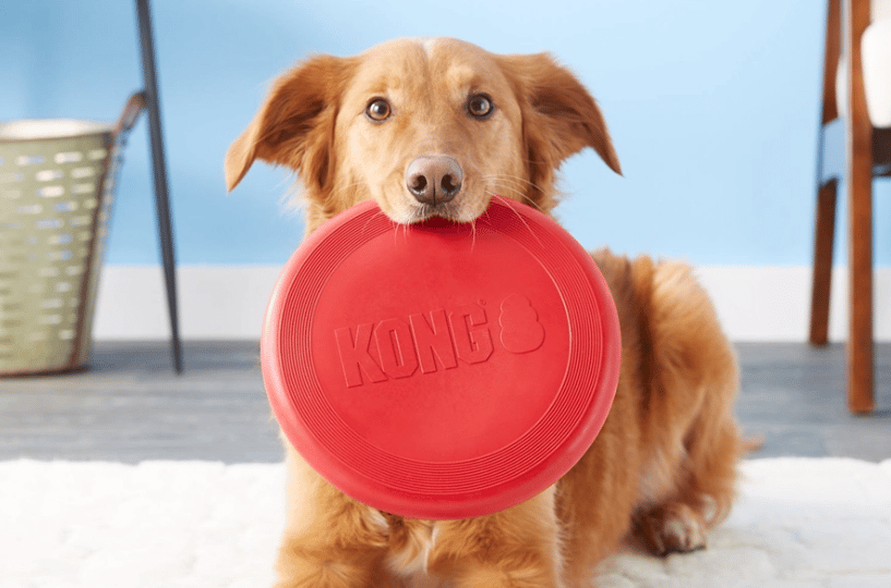 Your Dog