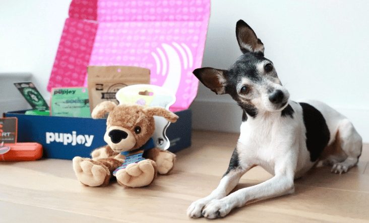 Your Dog