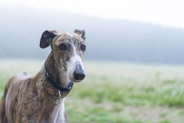 Strange But True Things About Dogs