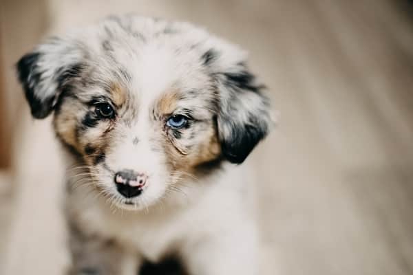 Strange But True Things About Dogs