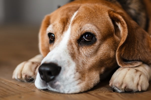 Strange But True Things About Dogs
