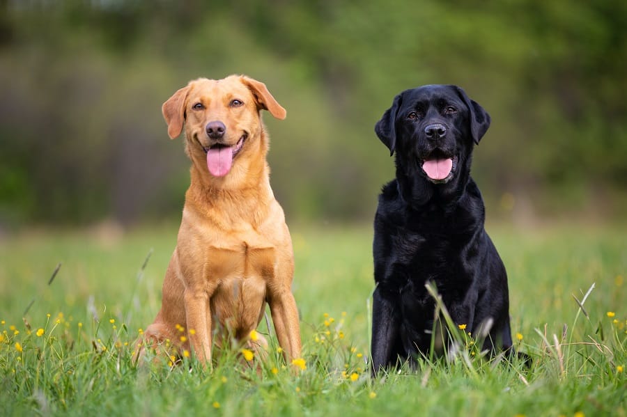 Strange But True Things About Dogs
