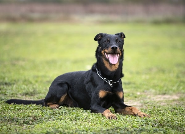 Dog Breeds
