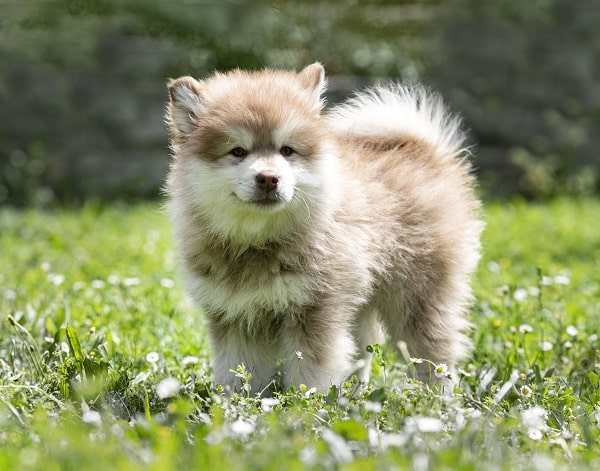 Spaying Your Dog