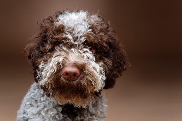 Dog Breeds