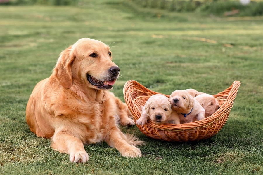 Dog Breeds