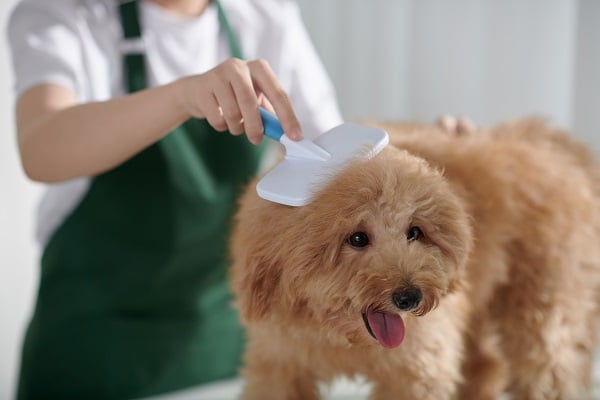 Dog Grooming