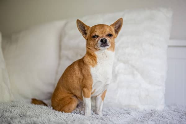 Dog Breeds