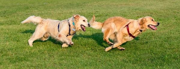 Golden Retrievers