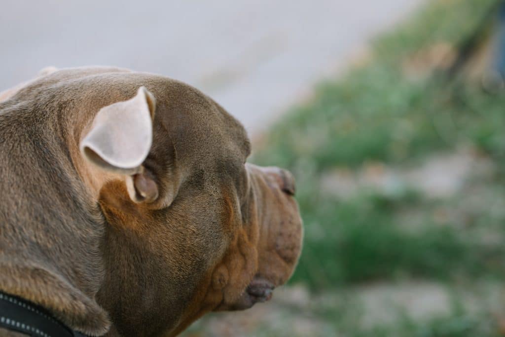 Pit Bulls