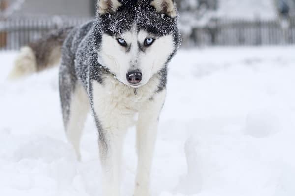 Dog Breeds