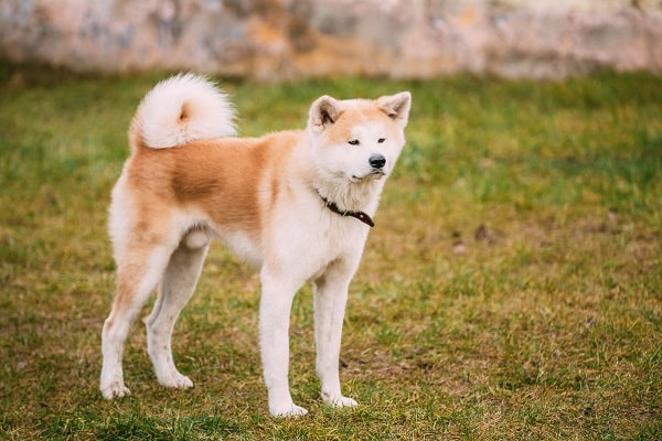 Dog Breeds