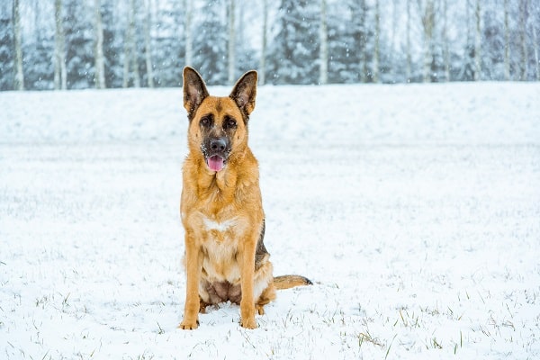 Dog Breeds