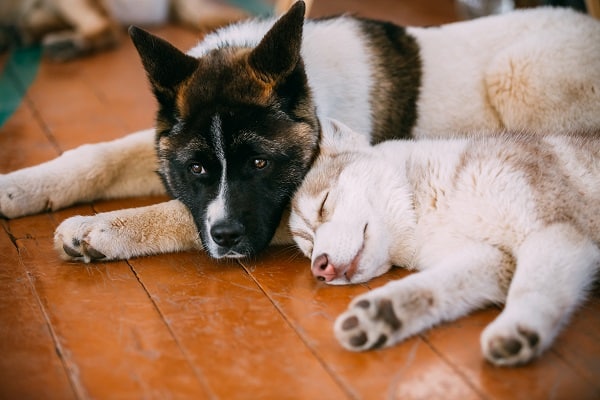Dog Breeds