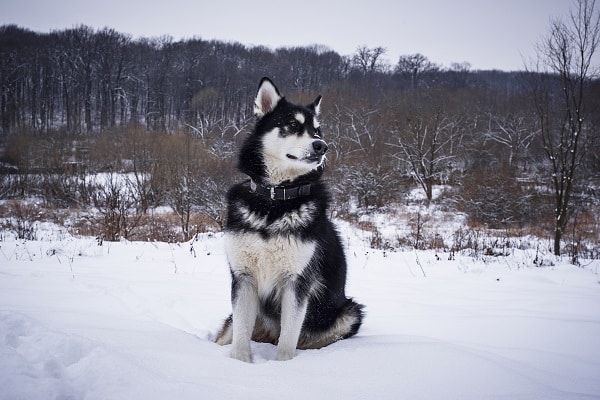 Dog Breeds