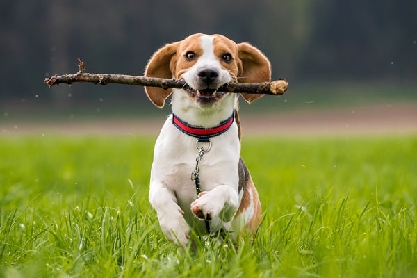Your Pooch