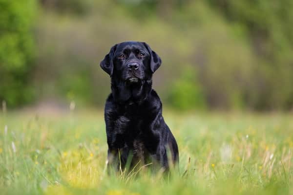 Dog Breeds