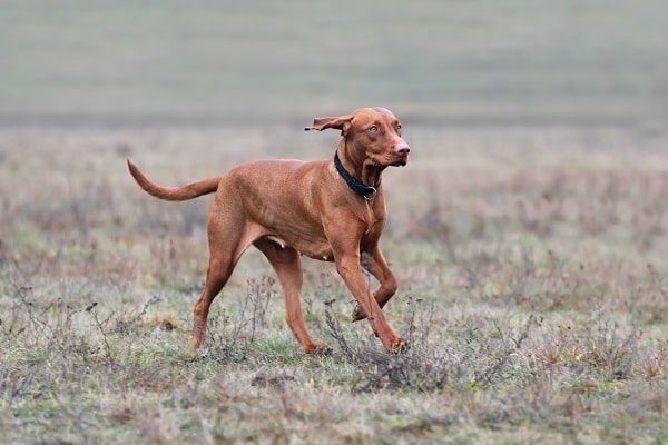 Dog Breeds