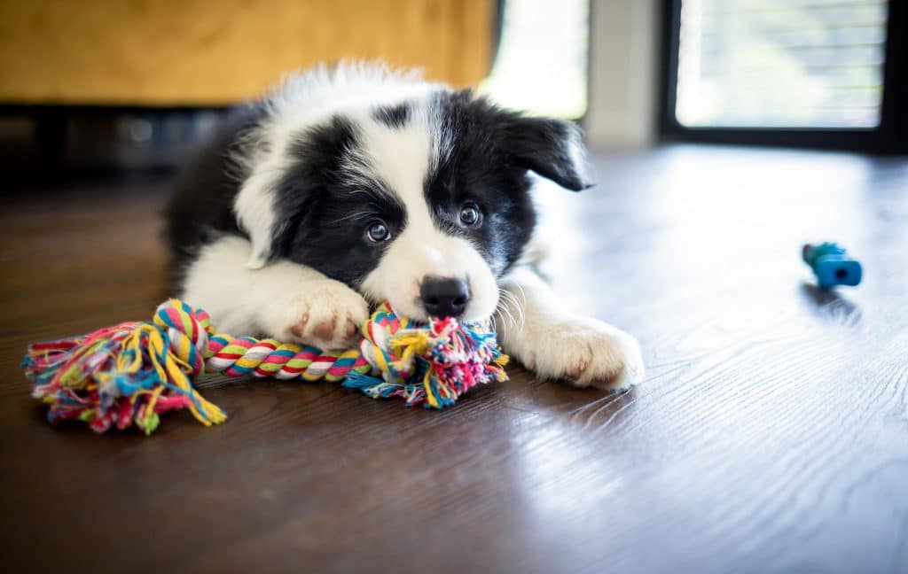 Puppy