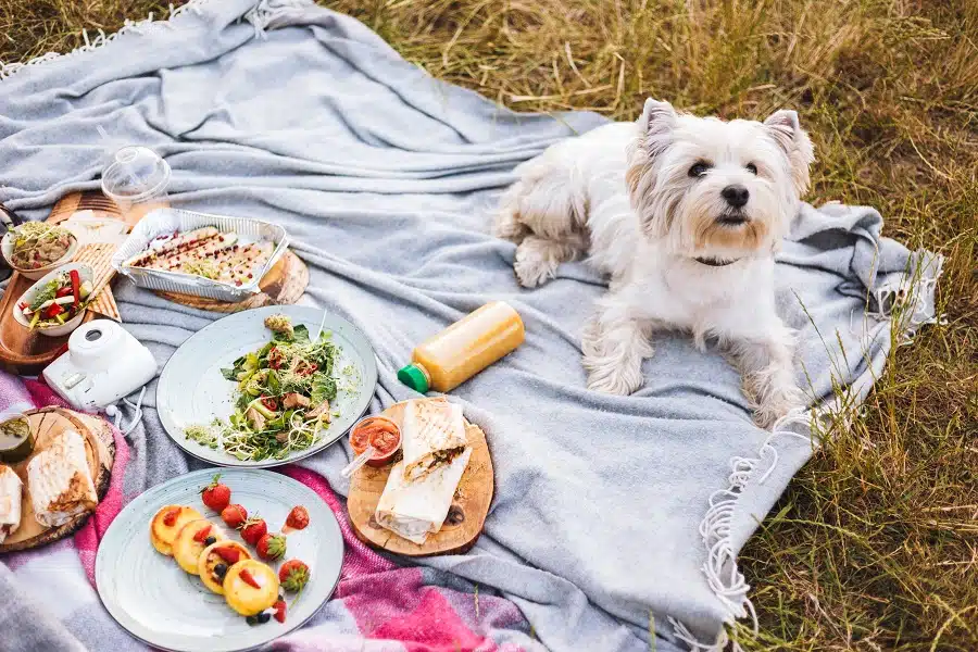 Your Pooch