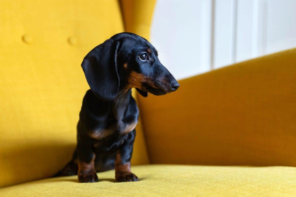 Dachshund
