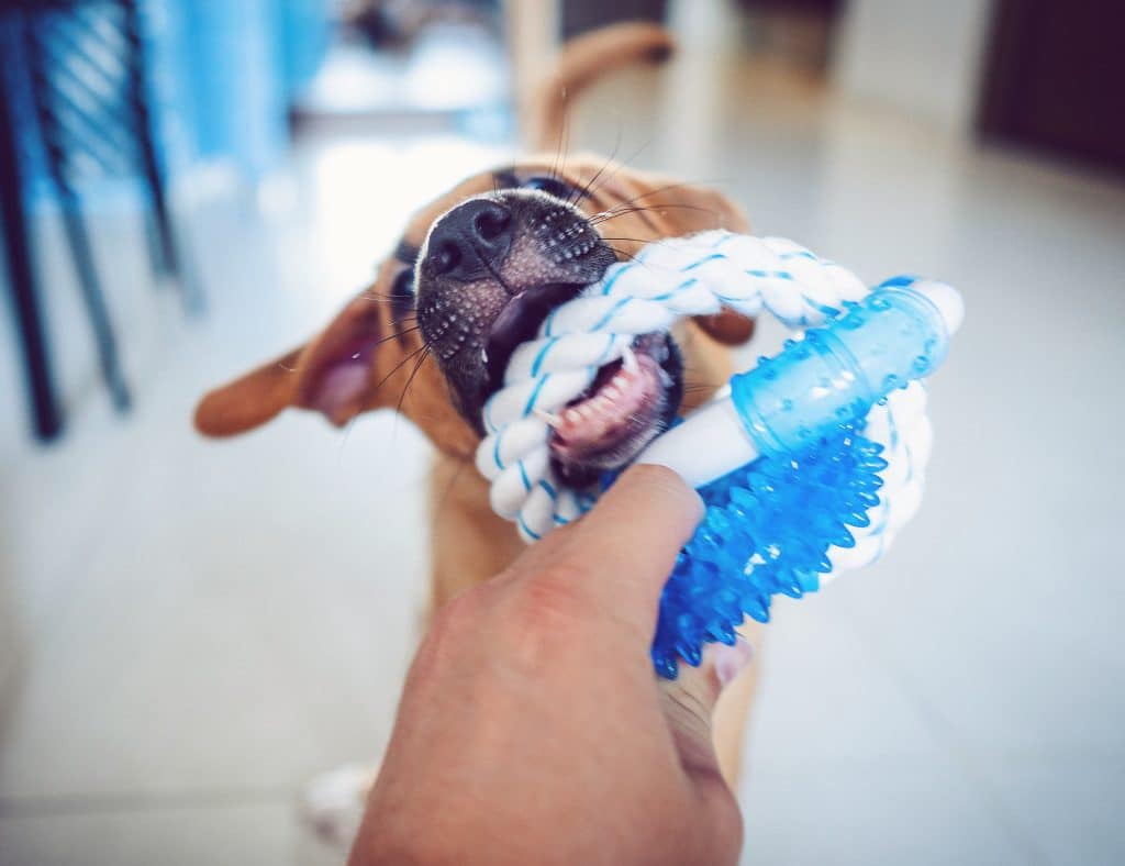 Your Dog