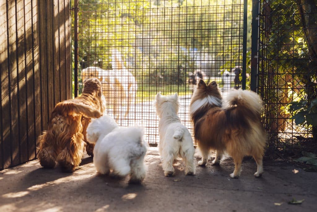 Doggie Daycare