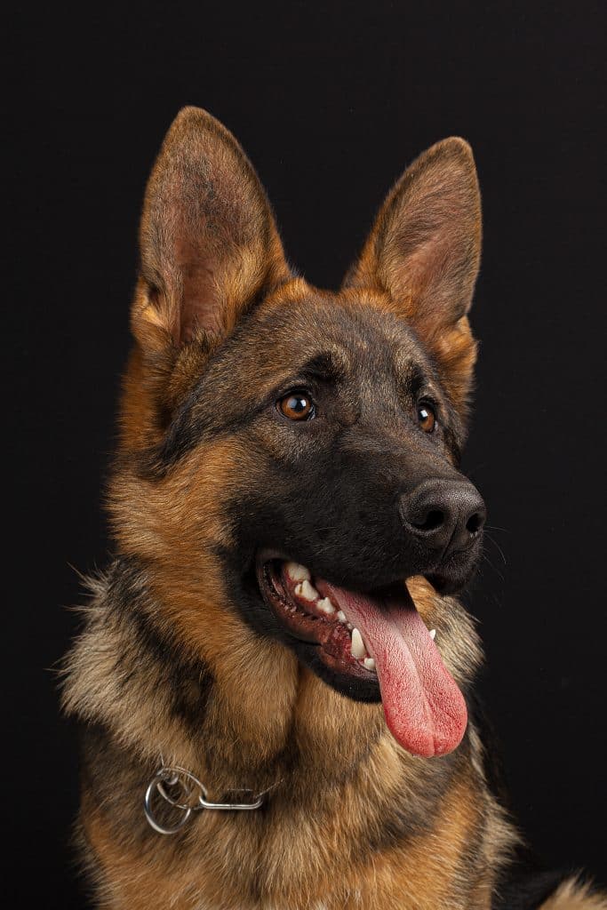 German Shepherd