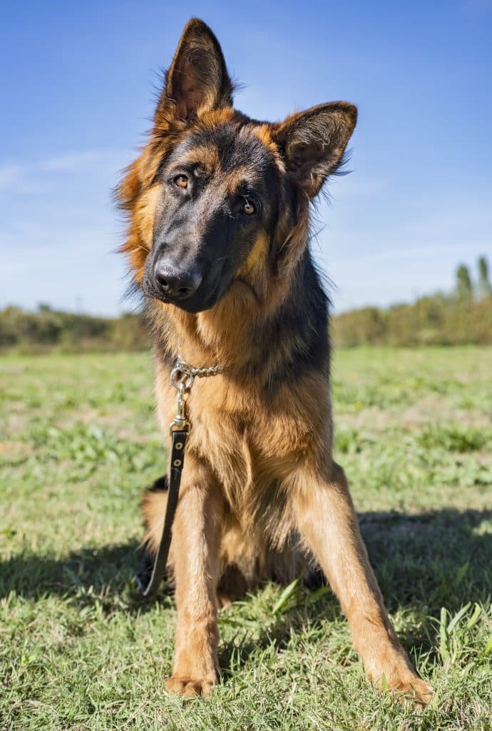German Shepherd