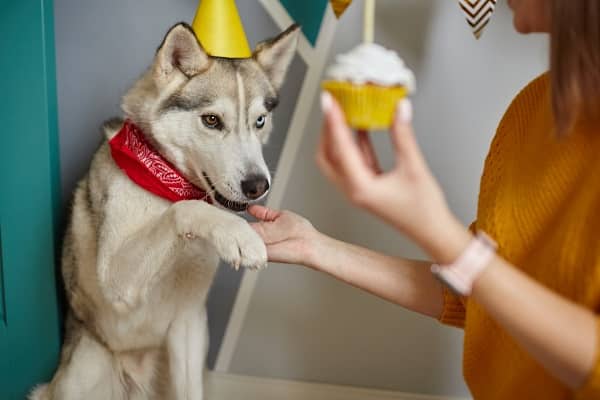 Dog's Birthday