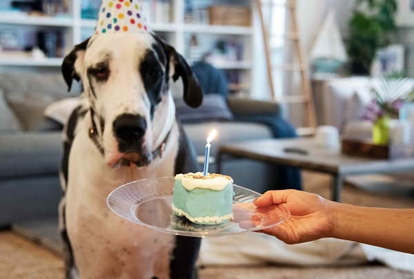 Dog's Birthday
